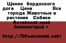 Щенок  бордоского  дога. › Цена ­ 60 000 - Все города Животные и растения » Собаки   . Алтайский край,Змеиногорск г.